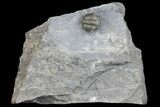 Detailed Gerastos Trilobite Fossil - Morocco #145764-6